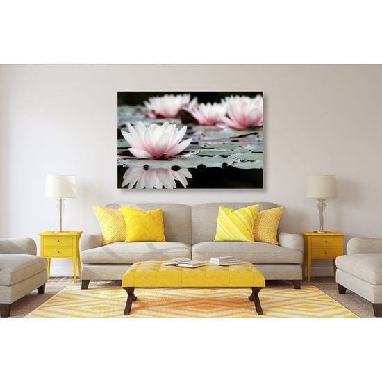 Kép csodálatos tavirózsa