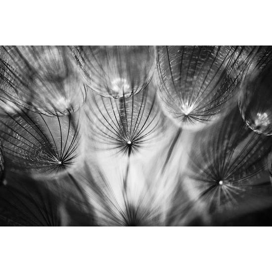 Öntapadó tapéta érdekes ekete-fehér pitypang