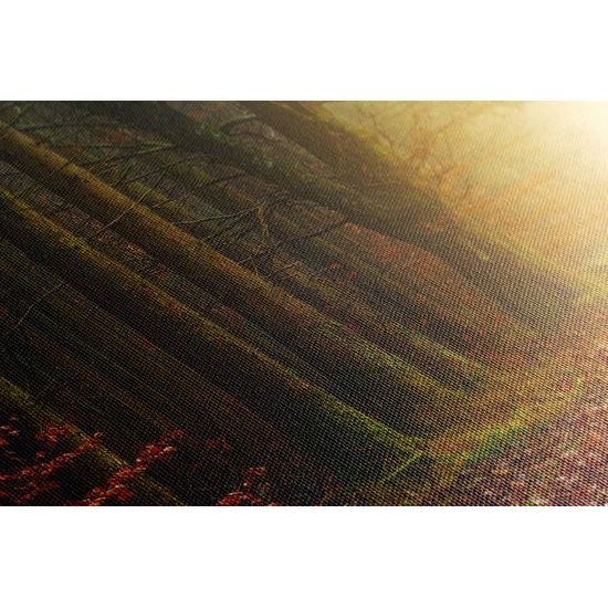 Kép csodálatos varázslatos erdő