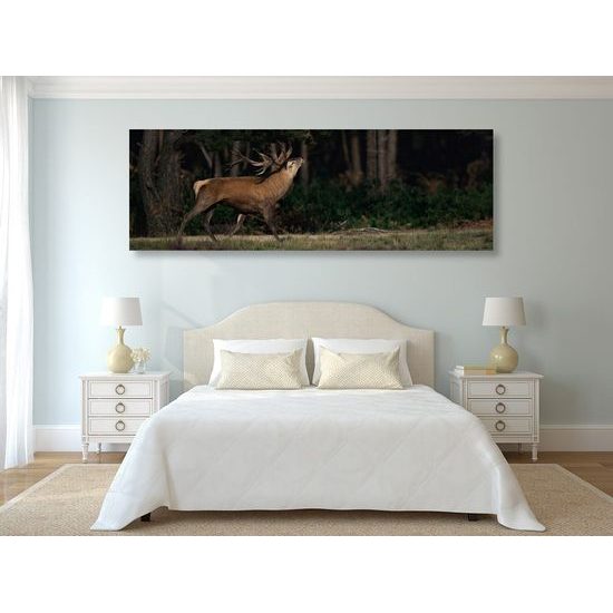 Kép csodálatos szarvas