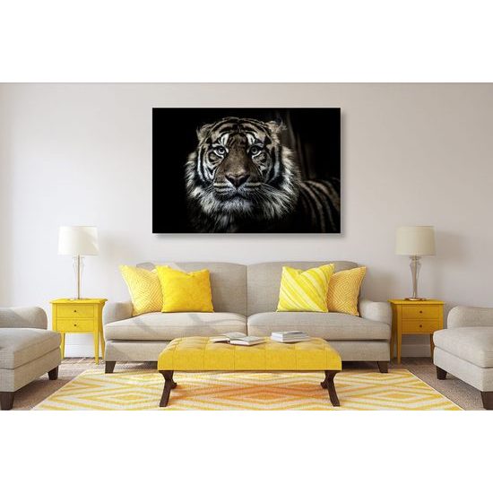 Kép bengáli tigris