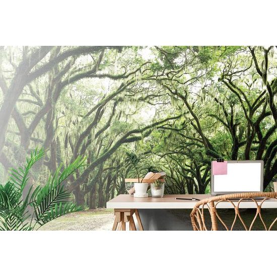 Öntapadó fotótapéta benőtt fák