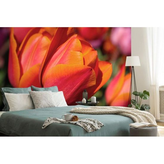 Gyönyörű tulipánok a réten tapéta