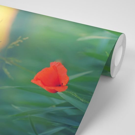 Öntapadó fotótapéta feltűnő mákvirág a fűben