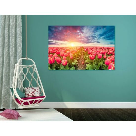 Kép naplemente a kivirágzott tulipánok felett