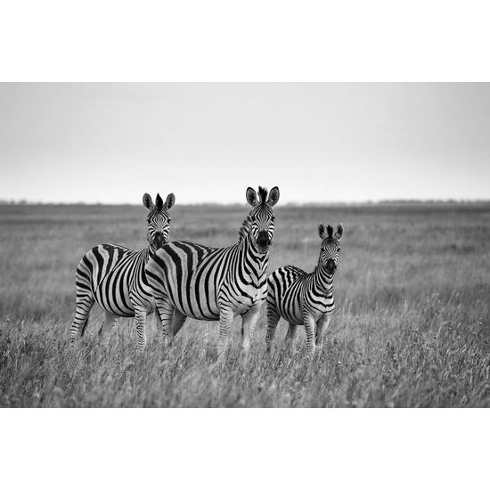 Öntapadó fotótapéta zebra család fekete-fehérben