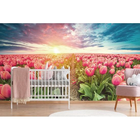 Napkelte egy tulipán mező közelében tapéta