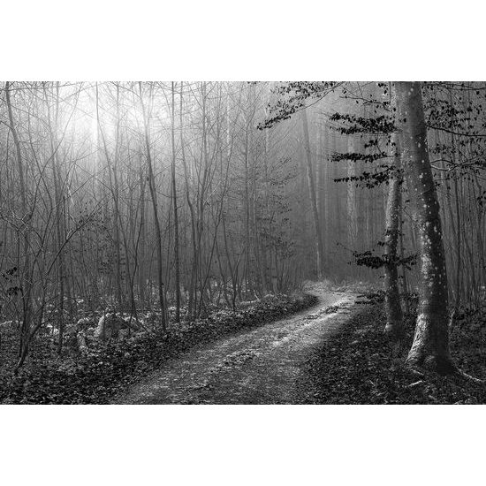 Öntapadó fotótapéta fekete-fehér meseút az erdőn keresztül