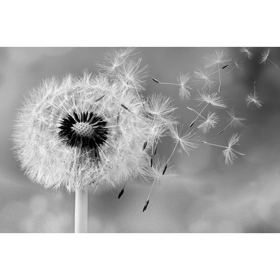 Kép pitypang és a szél érintése fekete-fehér kivitelben