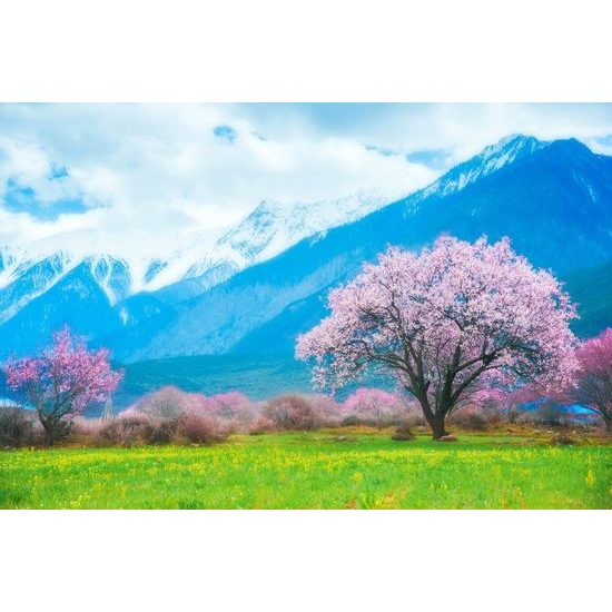 Öntapadó tapéta Sakura a hegyek lábánál
