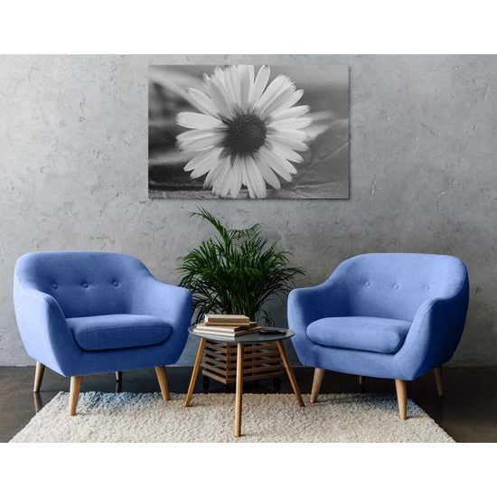 Kép csodálatos százszorszép fekete-fehér kivitelben