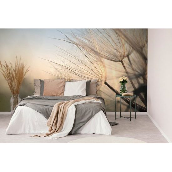 Fotótapéta részlet egy pitypangról a reggeli sugarak ragyogásában