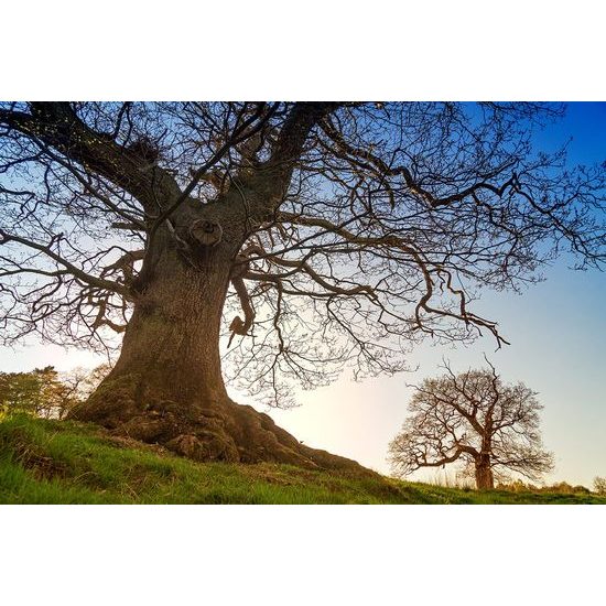 Öntapadó fotótapéta hatalmas fák a parkban