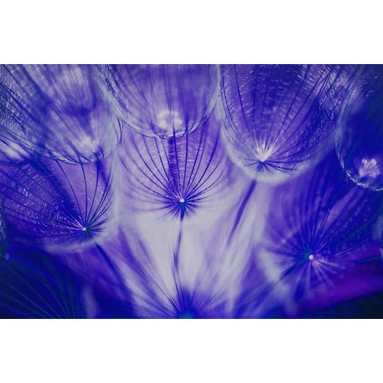 Tapéta érdekes lila pitypang