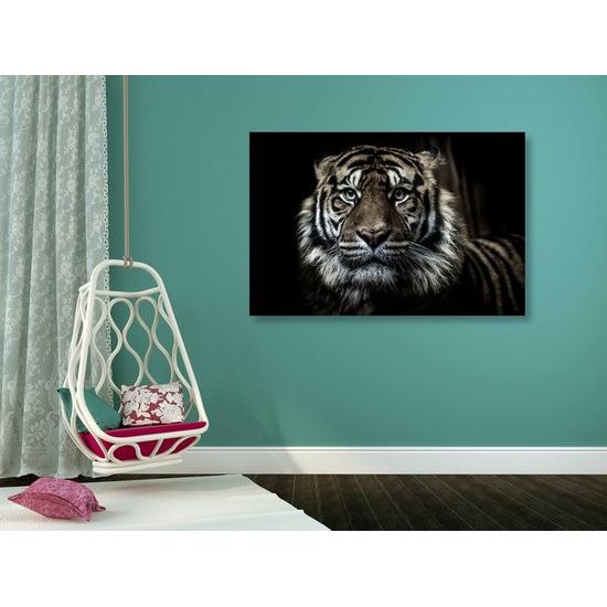 Kép bengáli tigris