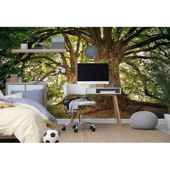 Öntapadó fotótapéta a hatalmas fák varázsáról