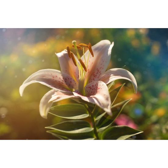 Kép virágzó virág