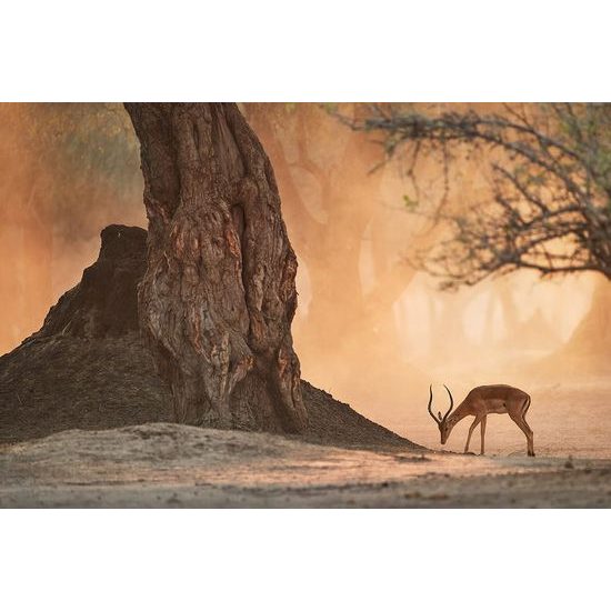 Antilop öntapadó fotótapéta az afrikai természet közepén