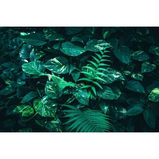 Öntapadó fotótapéta sarok levelekkel