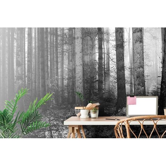 Fotótapéta az erdő titka fekete-fehérben