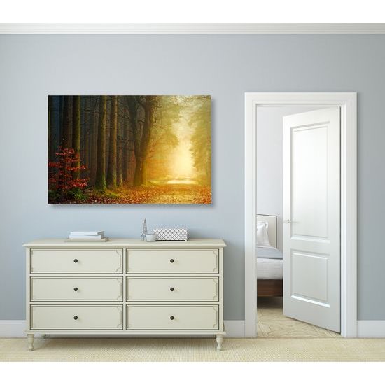 Kép csodálatos varázslatos erdő