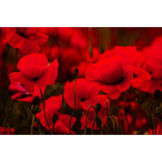 Gyönyörű fotótapéta a pipacsok ölelésében