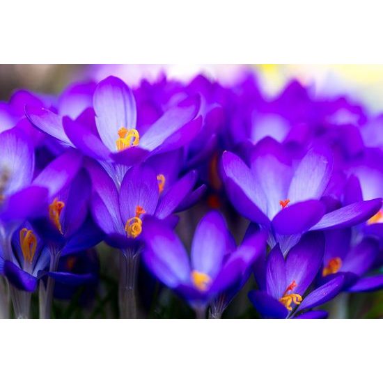 Fotótapéta virágzó lila sáfrányos rét