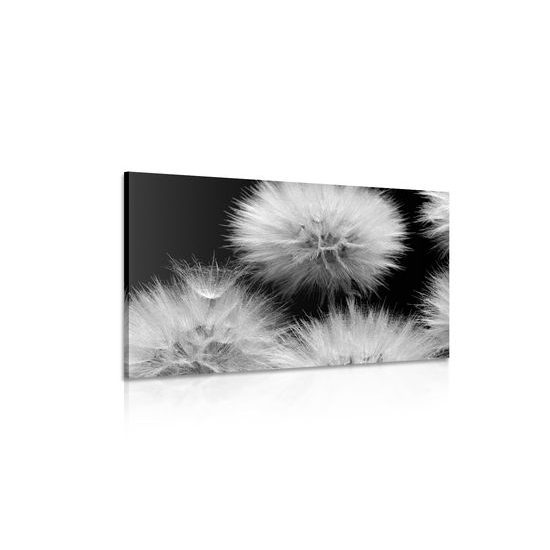 Kép pitypang virágzása fekete-fehér kivitelben