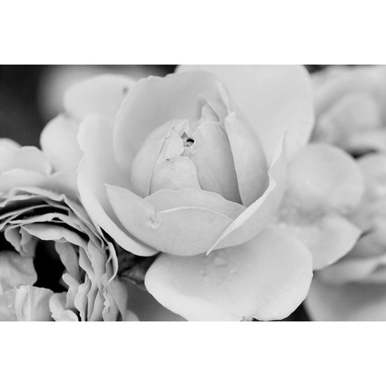 Kép bájos rózsák fekete-fehér kivitelben