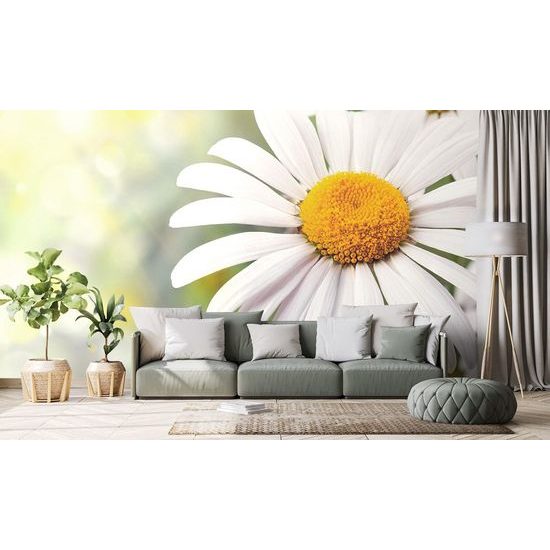 Öntapadó fotótapéta réti virág százszorszép