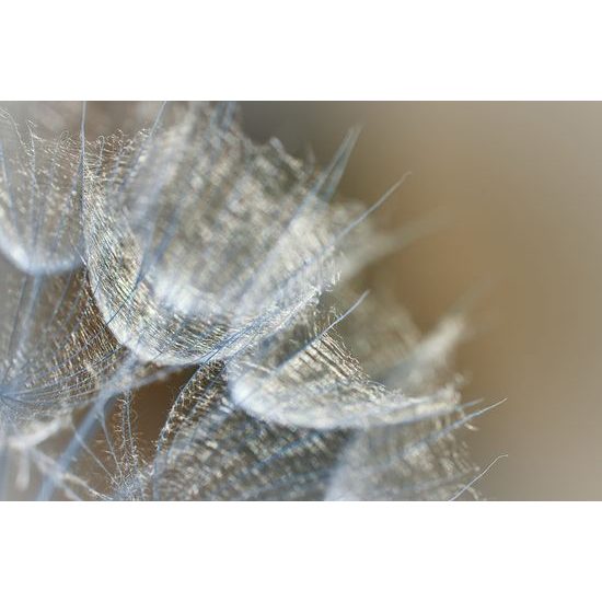 Kép pitypang részletei művészi kivitelben