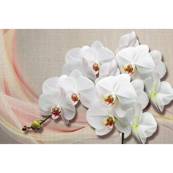 Tapéta egy fehér orchidea szépségét vászonra
