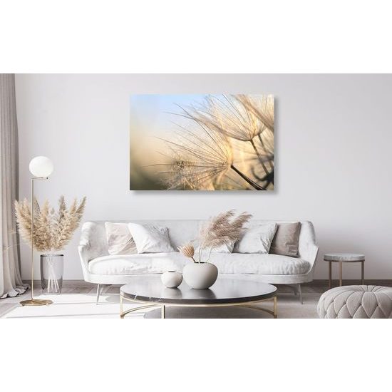 Kép pitypang részletei a reggeli napsugár ragyogásában