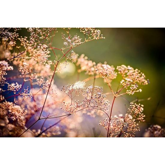 Érdekes fotótapéta egy sarok virággal