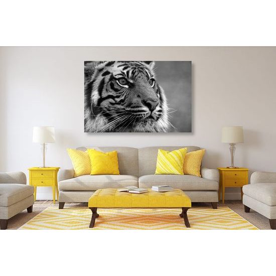 Kép fenséges tigris fekete-fehér kivitelben