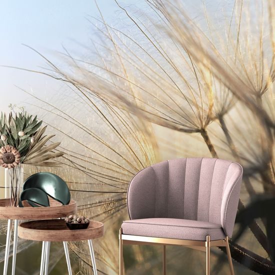 Öntapadó fotótapéta részlet egy pitypangról a reggeli sugarak ragyogásában