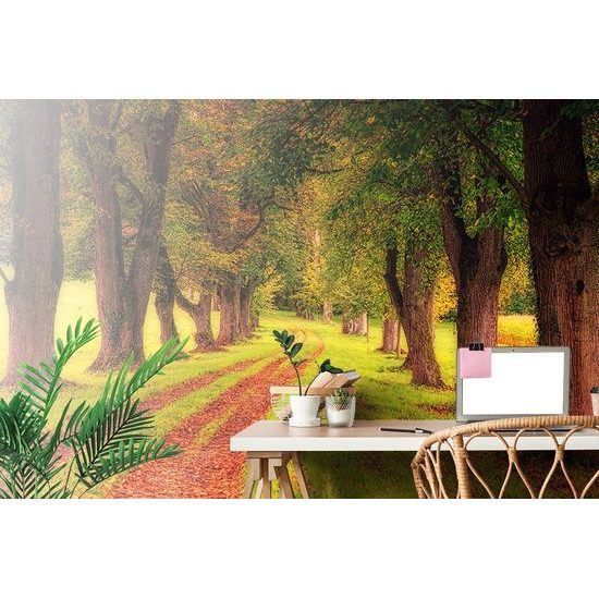 Öntapadó tapéta út az őszi fák között