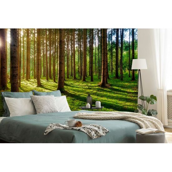 Öntapadó fotótapéta a reggeli erdő varázsa