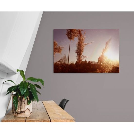 Kép füszálak a naplementében