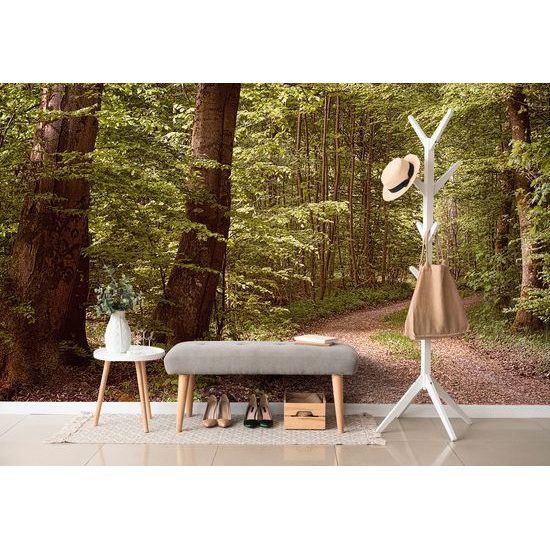 Öntapadó fotótapéta séta az erdőben