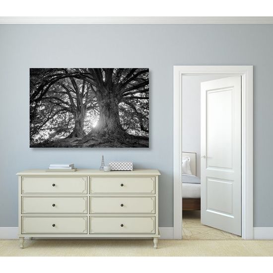 Kép öreg fák fekete-fehér kivitelben
