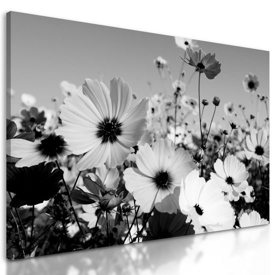 Kép kivirágzott rét fekete-fehér kivitelben