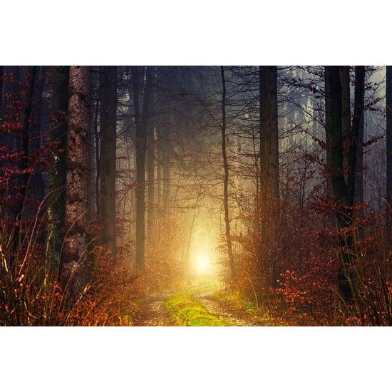 Öntapadó fotótapéta titokzatos őszi erdő