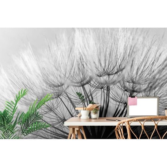 Öntapadó fotótapéta gyönyörű fekete-fehér pitypang magvak