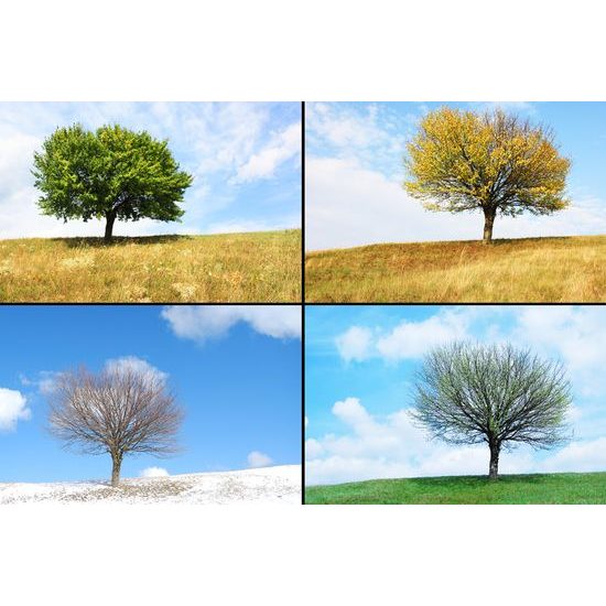 Kép négy évszak