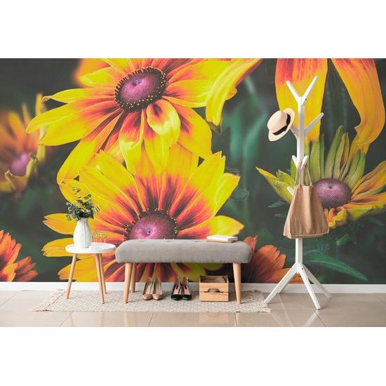 Fotótapéta színes rudbeckia virág