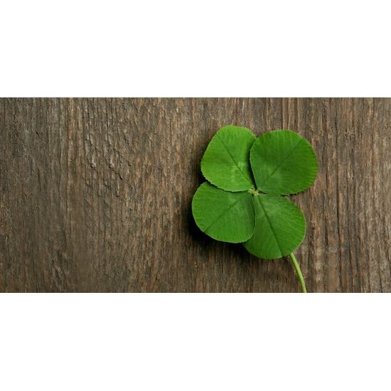 Kép szerencsehozó zöld négylevelű lóhere