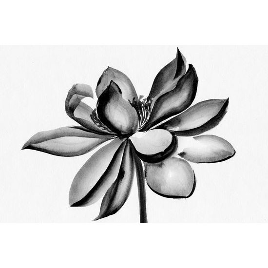Kép akvarell lótuszvirág fekete-fehér kivitelben