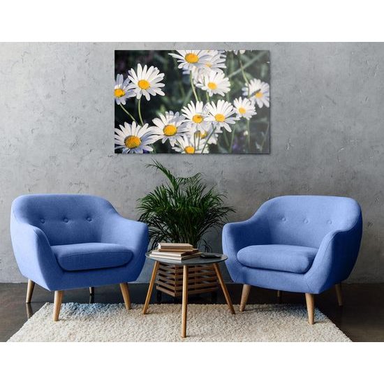 Kép százszorszépek szépsége