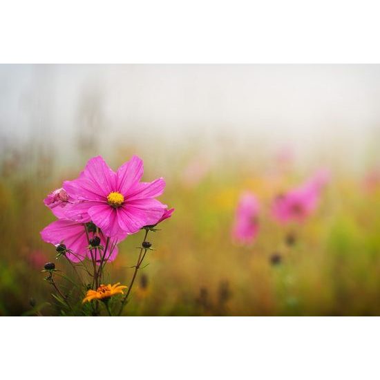 Fotótapéta rózsaszín virág az esőben